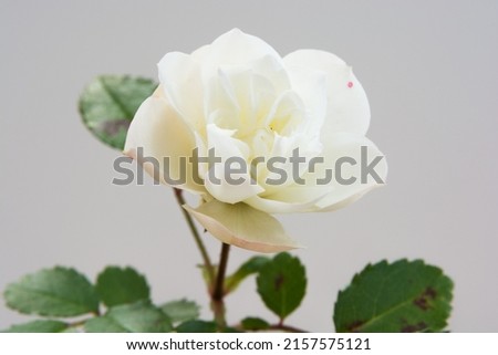 White cute rose on white background
