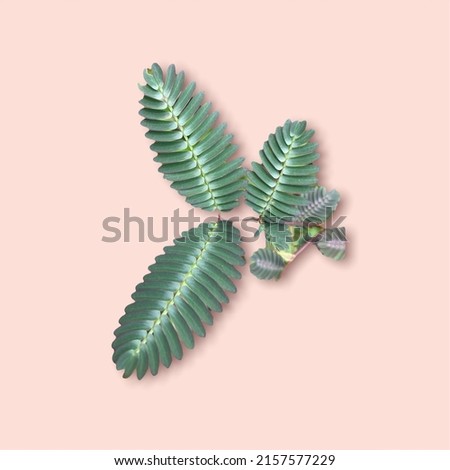Top view of plants isolated picture