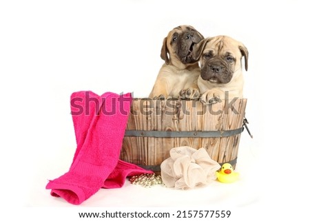 funny puppies in wooden basin take a bath isolated on white 