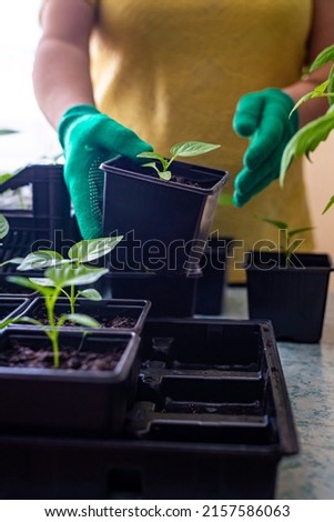 Hands of an aged gardener in gloves is engaged in transplanting seedlings of peppers. Home gardening, plant care. Growing a crop.