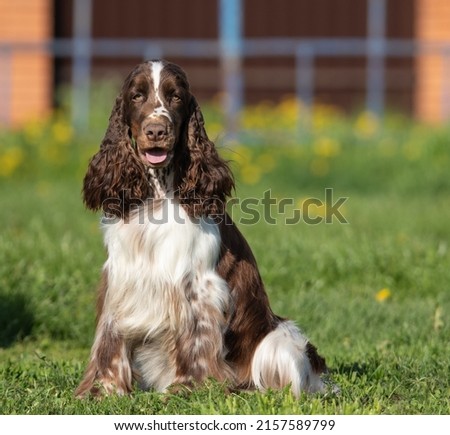 springer spaniel stands on a field with dandelions Royalty-Free Stock Photo #2157589799
