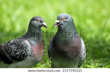 Two pigeons chatting about love