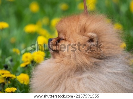 pomeranian stands on a field with dandelions