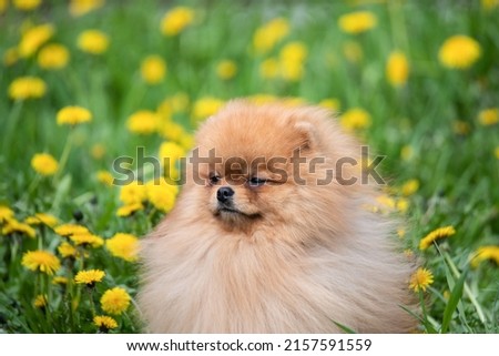 Pomeranian stands on a field with dandelions