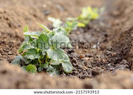 Woman is planting seedlings of strawberries. Gardening work. Country life. Eco farm. High quality photo