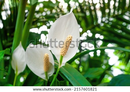 Peace Lily white flowers growing in botanical garden closeup. Spathiphyllum cochlearispathum flowering plants grow close up. Blooming evergreen perennial Spath houseplant by blurry bokeh background Royalty-Free Stock Photo #2157601821