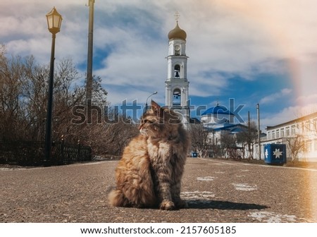 Raifa Bogoroditsky Monastery. A cat on the main street of Raifa. Kazan, Tatarstan. 
