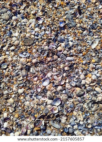 Natural desktop background colorful seashells on the Black Sea beach