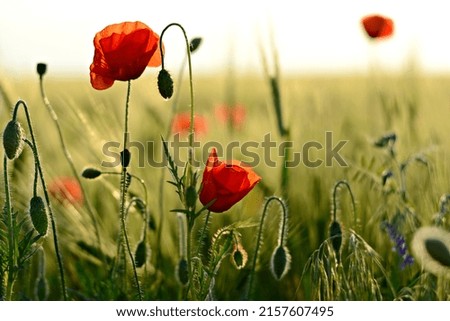 Blooming wild poppies in a field at sunset. Beautiful flowers.