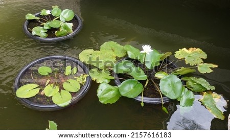 Lotus pond with shades of green.