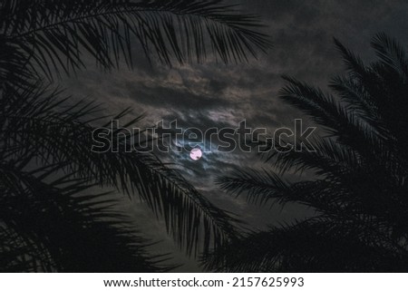 a shot of full moon behind palm leaves
