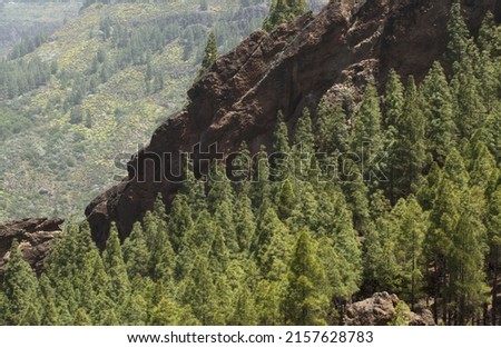 Flora of Gran Canaria -  Pinus canariensis, fire-resistant Canary pine, reforestation area, young cone-shaped trees
 Royalty-Free Stock Photo #2157628783