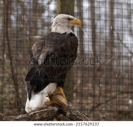 A closeup shot of a beautiful eagle on a tree at the zoo