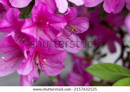 A closeup of a tiny bumblebee pollinating pink Azalea flowers