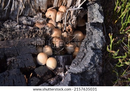 Coprinellus micaceus or mica cup, mushroom forming fungi growing on a dead stump.