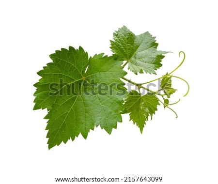 Grape leaves vine branch with tendrils isolated on white background, clipping path included Royalty-Free Stock Photo #2157643099