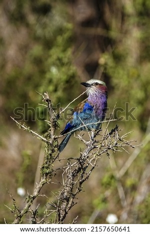 A close-up shot of a European roller perched on twigs in the field