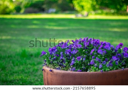 Garden violet in a large pot against the background of a green lawn dies, dries up, improper care
