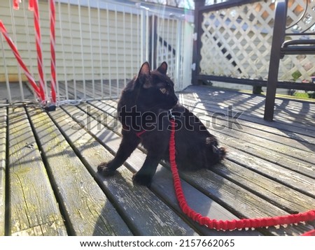 A highlander kitten sitting on a porch while on a red leash.
