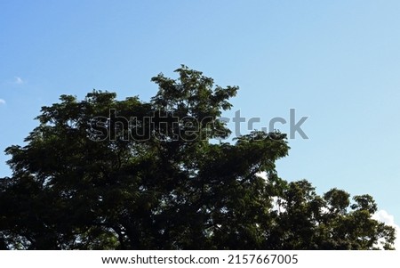 TOP OF CAPE ASH TREE WITH GREEN FOLIAGE IN SUNLIGHT
