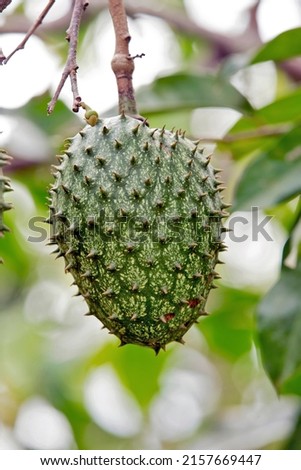 Closeup of soursop on tree with leaves and branches on Bahia, state, Brazil Royalty-Free Stock Photo #2157669447
