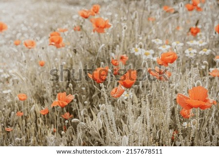 beautiful wild red poppies on a spring meadow in warm sunshine