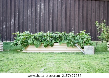 Single backyard metal container garden with metal watering can Royalty-Free Stock Photo #2157679259