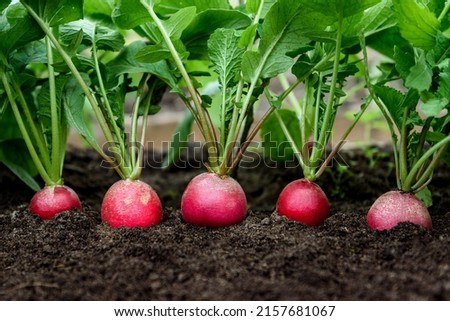 Radish plant growing in soil in garden. Royalty-Free Stock Photo #2157681067
