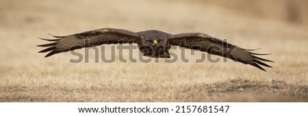 Common buzzard flying just above dry grass on a meadow in spring nature Royalty-Free Stock Photo #2157681547