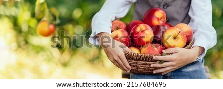 Child with Apple in Orchard. boy Eating Organic Apple in Orchard. Harvest Concept. Garden, Ripe red apples in basket Banner ready
