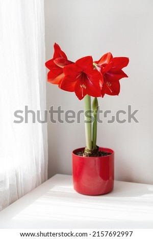 Beautiful red amaryllis flowers on table in sunny room Royalty-Free Stock Photo #2157692997