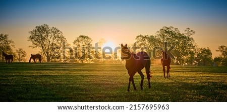 Thoroughbred horses walking in a field at sunrise. Royalty-Free Stock Photo #2157695963