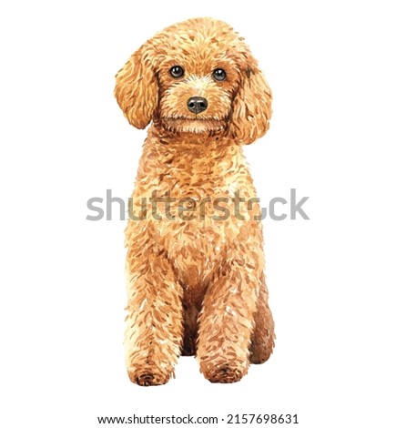 Poodle dog. Dog paint. Watercolor hand drawn illustration. Watercolor Poodle sitting layer path, clipping path isolated on white background.