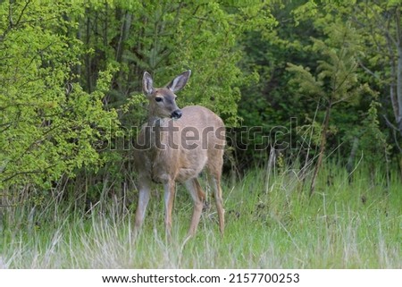 Mule deer resting in woodland, this is a very popular type of deer in bc, canada