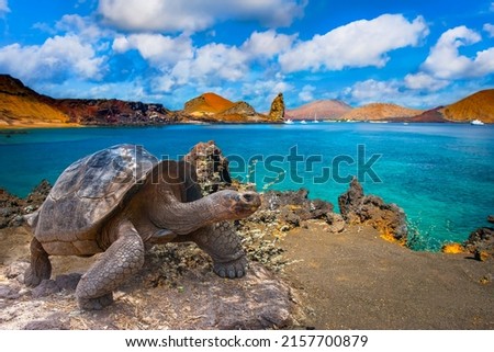 Galapagos Islands. Galapagos tortoise. Big turtle. Ecuador. Royalty-Free Stock Photo #2157700879