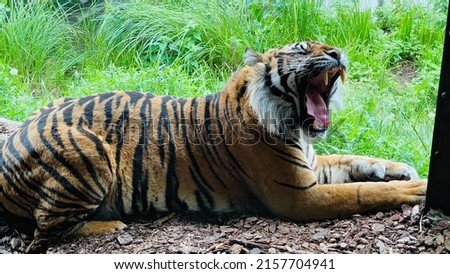 Tiger yawning and lying down