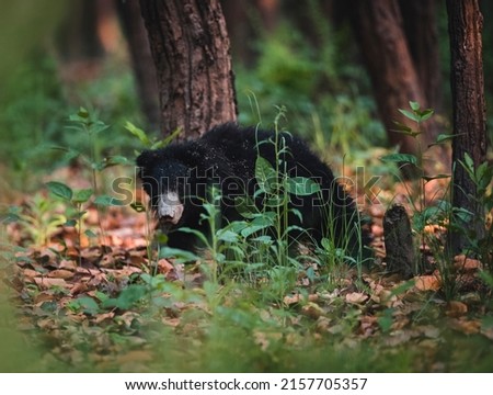 sloth bear from Pilibhit tiger reserve 