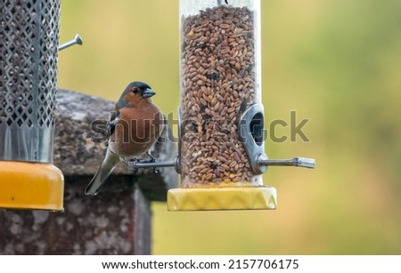 a male chaffinch (Fringilla coelebs) chewing a seed, dining at a bird seed feeder Royalty-Free Stock Photo #2157706175