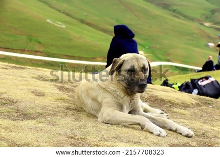 selective focus: 29.07.2021 turkey Ordu: A local tourist watching sheep walking in greenery on the Thursday plateau of Ordu and a dog living in the plateau