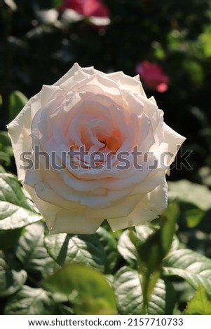 Cream, white and apricot color Grandiflora Rose Madame Anisette flowers in a garden in July 2021. Idea for postcards, greetings, invitations, posters, wedding and Birthday decoration, background 
