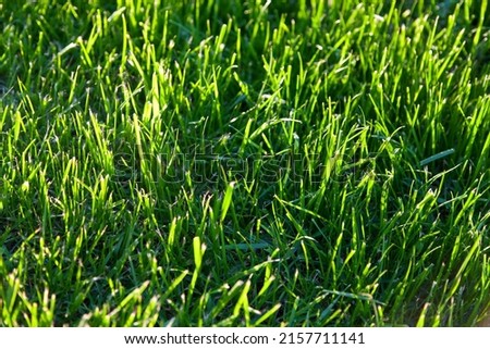 Lush green mowed lawn against sunlight, close up photo.
