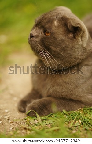 Portrait of breed Scottish fold gray cat in the garden, pets rest in nature.