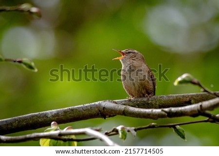 Wild bird wren, troglodytes troglodytes, perched on a tree branch singing with closed eyes Royalty-Free Stock Photo #2157714505
