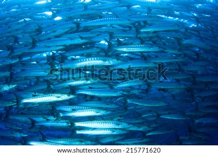 Fish (Barracudas)