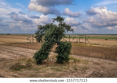 Running Tree, unusual shaped tree on the edges of Sliven and Stara Zagora Provinces in Bulgaria