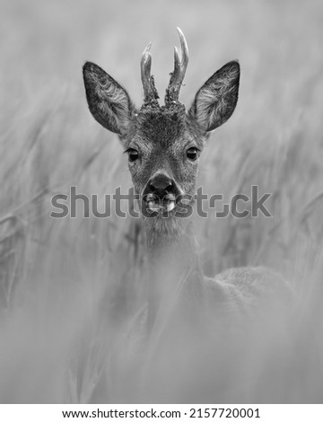 Young male roe deer (Capreolus capreolus) black and white portrait. Beautiful monochrome deer photograph.