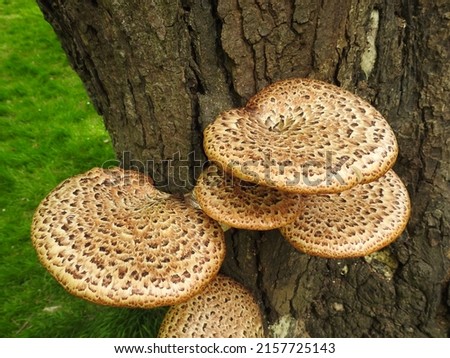 bracket fungus growing on a tree trunk Royalty-Free Stock Photo #2157725143