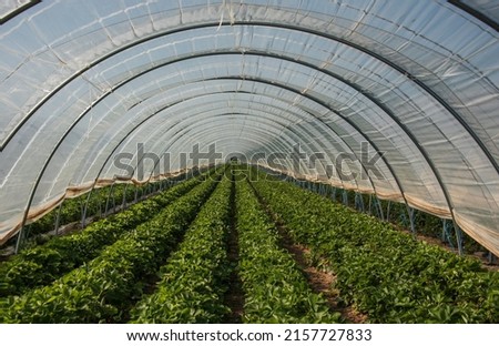 a polytunnel with long rows of strawberry plants sheltered with plastic Royalty-Free Stock Photo #2157727833