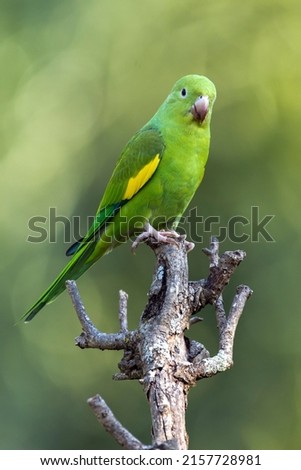 A Plain Parakeet perched on branch. Species Brotogeris chiriri. It is a typical parakeet of the Brazilian forest. Birdwatching. Birding. Parrot. Royalty-Free Stock Photo #2157728981