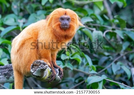 A side few of an endangered and rare Golden Lion Tamarin in a forest near Unamar, Rio de Janeiro State, Brazil Royalty-Free Stock Photo #2157730055